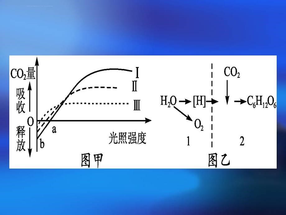 高中生物图片课件_第5页