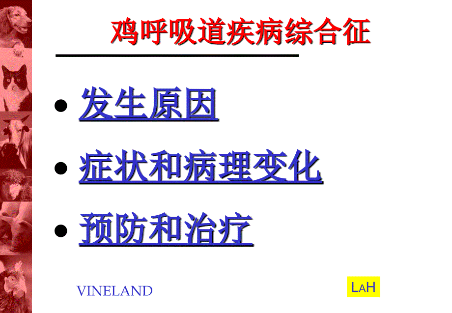 鸡呼吸道病综合症课件_第1页