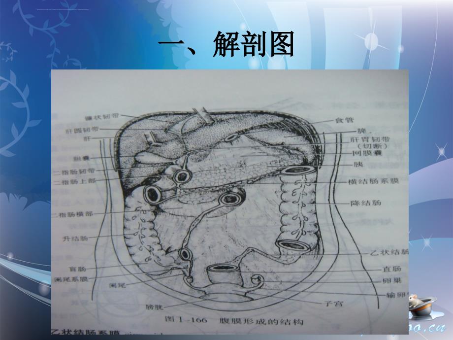 腹部手术的解剖课件_第2页