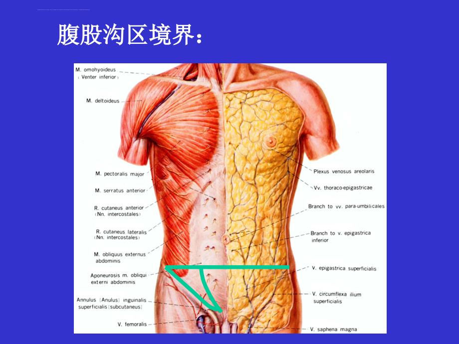 腹股沟区应用解剖(大课2012-11)课件_第2页