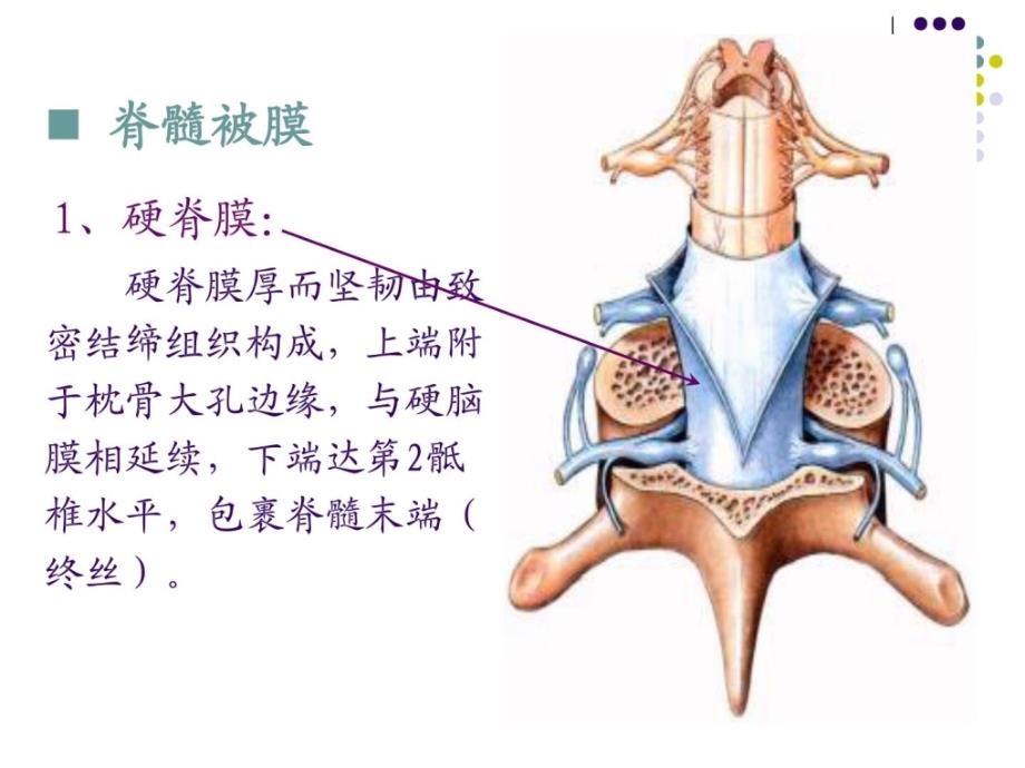 脑脊髓被膜、脑脊液循环课件_第4页