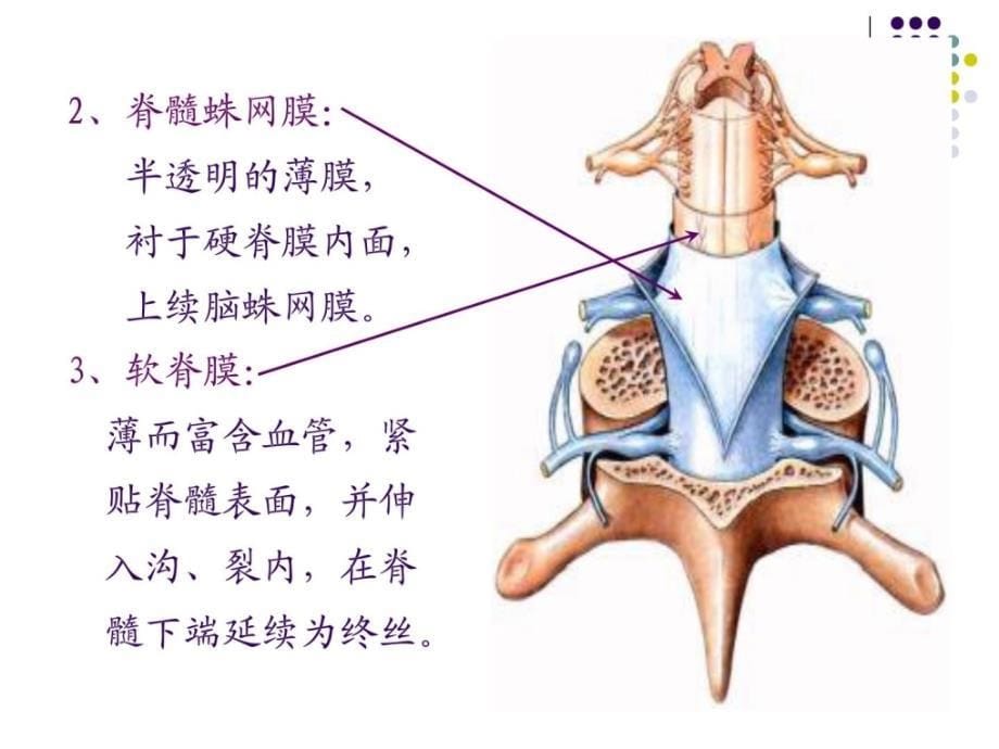 脑脊髓被膜、脑脊液循环课件_第5页