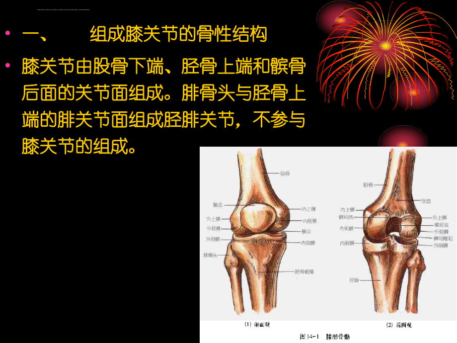 膝关节解剖学课件_第3页