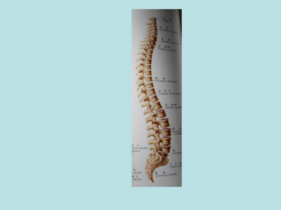 脊柱与四肢检查法PPT_第5页