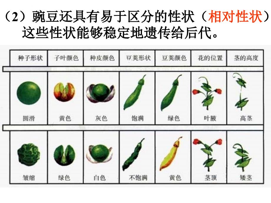 高中生物孟德尔的豌豆杂交实验2课件 新课标 人教版 必修_第4页