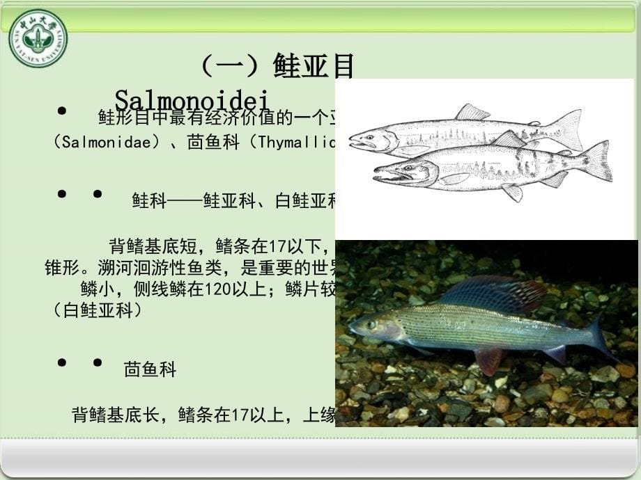 鱼类学-鲑鱼分类课件_第5页