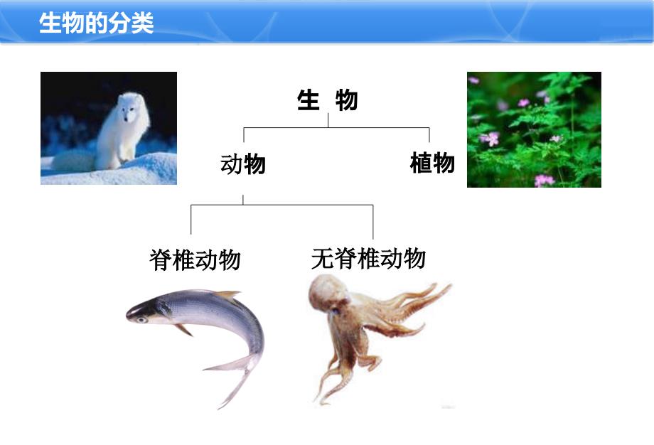 鱼类基础知识课件_第3页