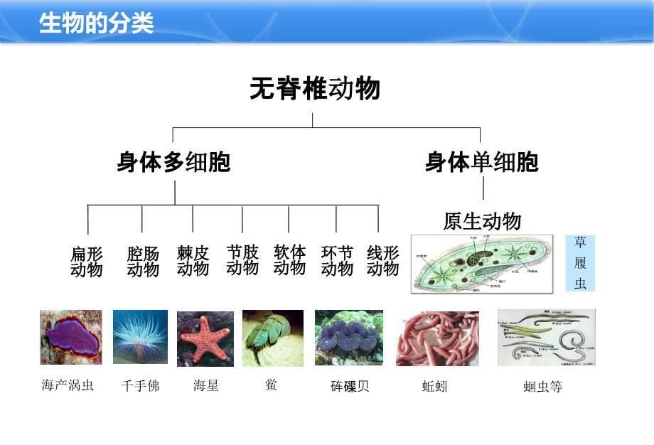 鱼类基础知识课件_第5页