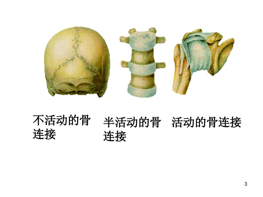 四年级下册科学课件关节苏教_第3页