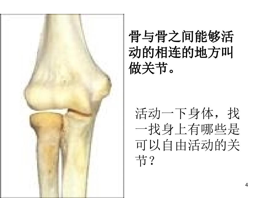 四年级下册科学课件关节苏教_第4页