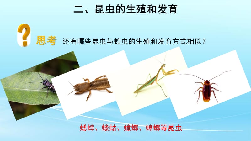 北师大版八年级生物上册19.2《动物的生殖和发育》课件_第5页