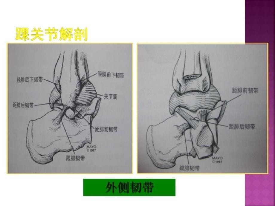 踝关节查体及影像学检查课件_第5页