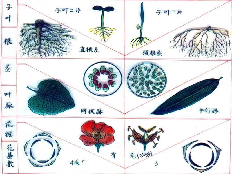 被子植物毛茛科桑科山毛榉科藜科课件_第5页