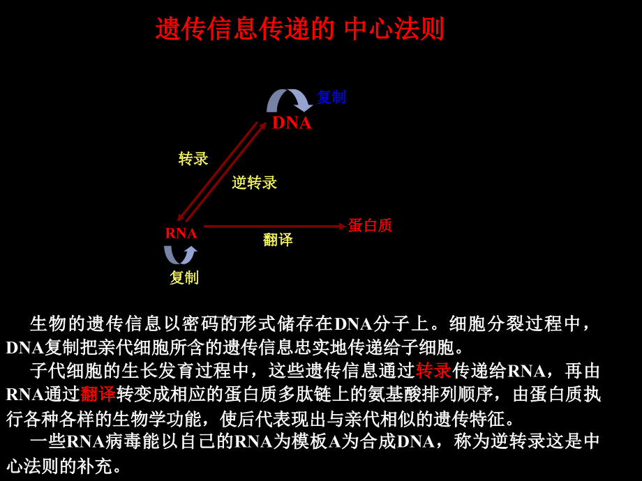 转录基本知识课件_第2页