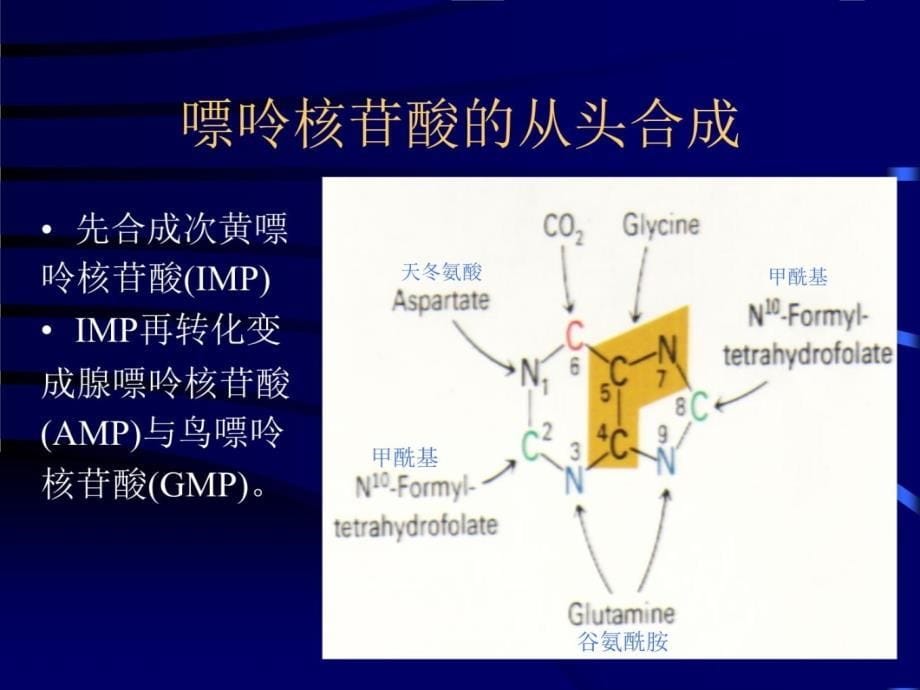 九章核苷酸代谢说课讲解_第5页