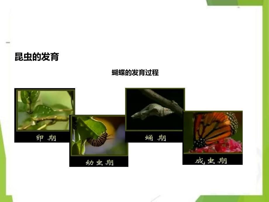 八年级生物上册第四第一节昆虫的生殖和发育课件新版济南版_第5页