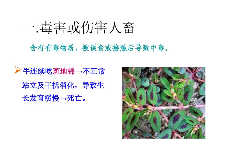 除草剂在蔬菜中的应用2010课件_第3页