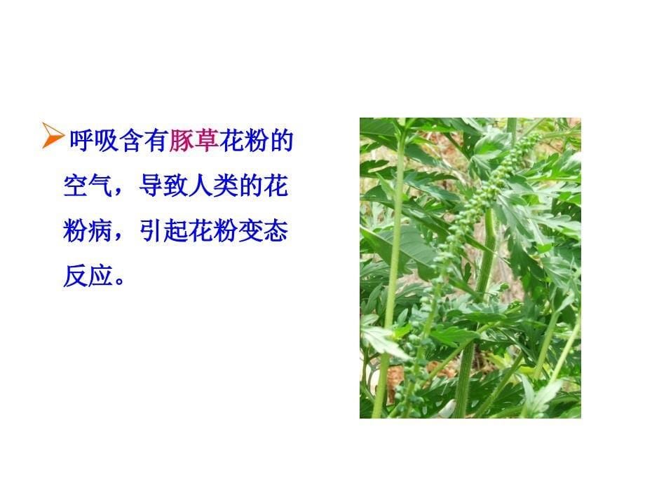 除草剂在蔬菜中的应用2010课件_第5页