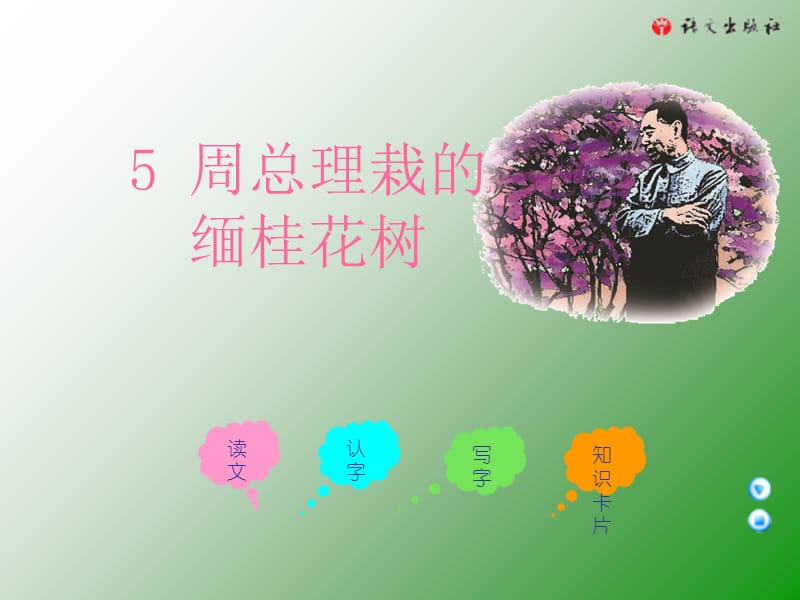 三年级上册周总理栽的缅桂花树语文A版上课讲义_第1页