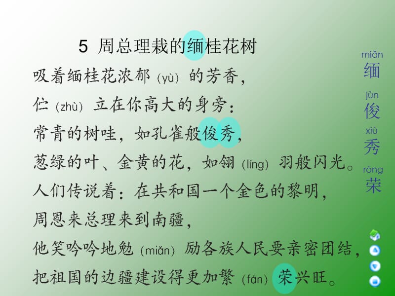 三年级上册周总理栽的缅桂花树语文A版上课讲义_第2页