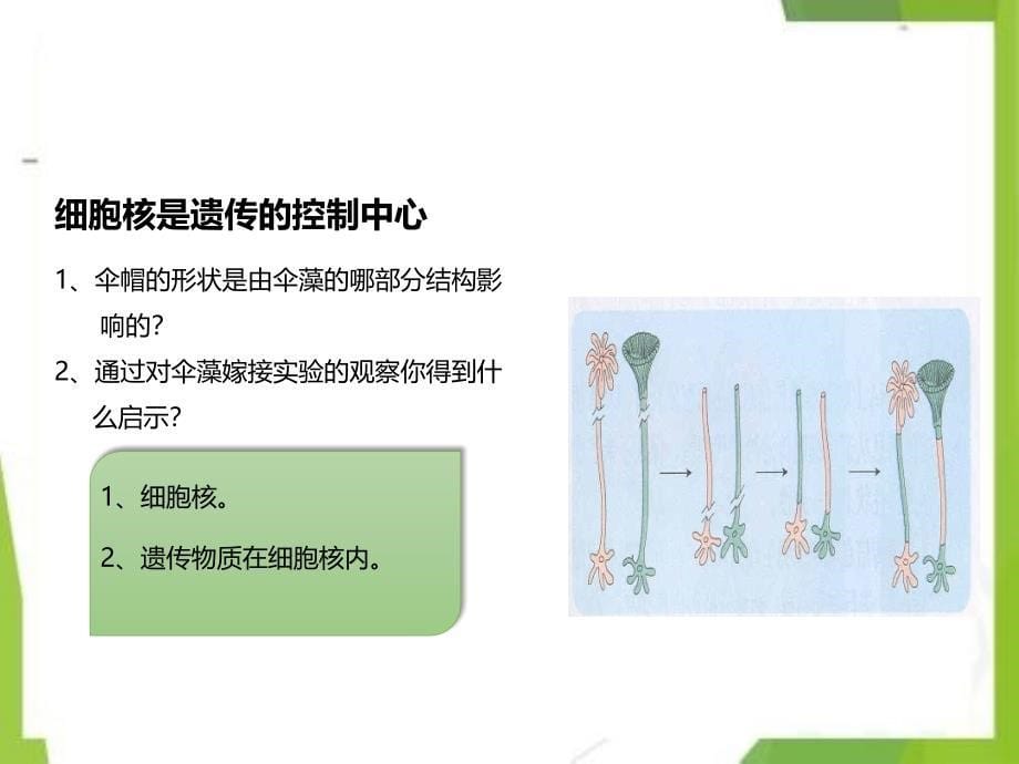 八年级生物上册第一节遗传的物质基次件新版济南版_第5页