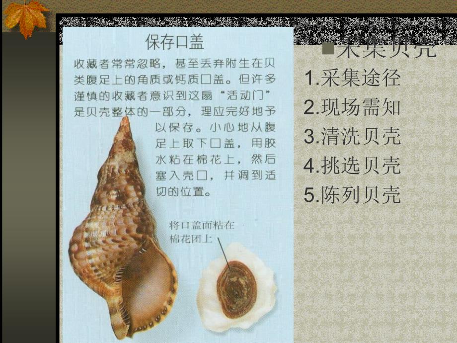 生物贝壳图教学内容_第1页