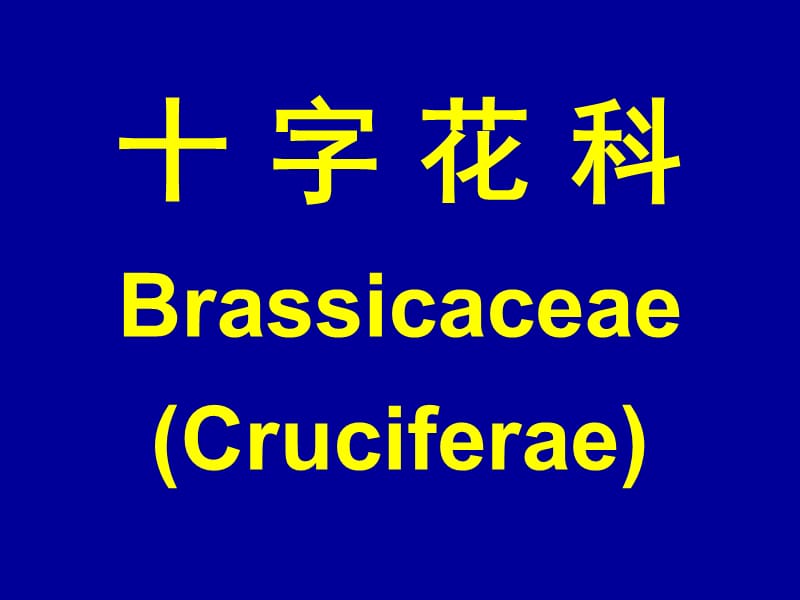 十字花科BrassicaceaeCruciferae学习资料_第1页