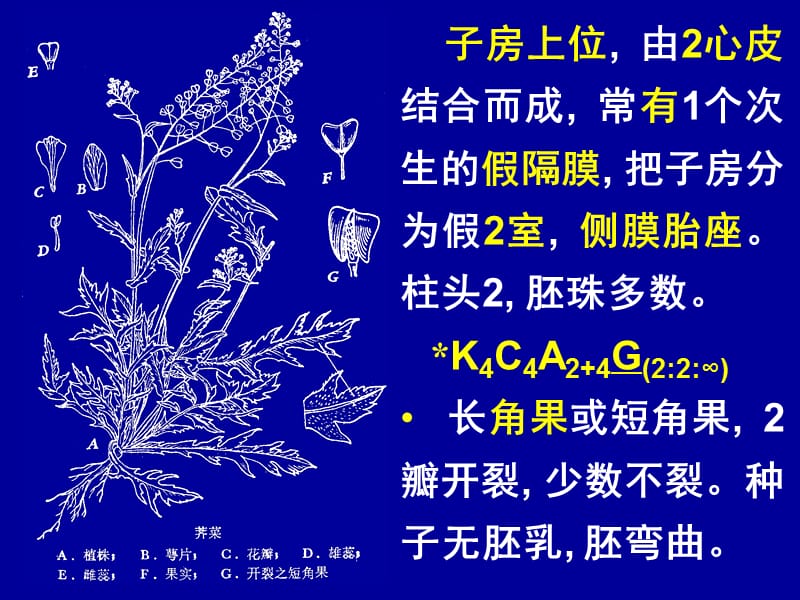 十字花科BrassicaceaeCruciferae学习资料_第4页