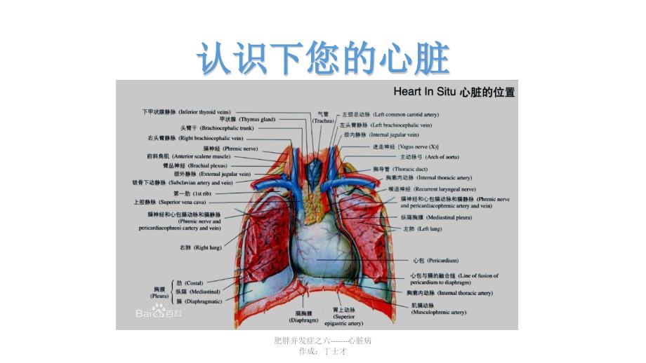 肥胖与心脏病_第3页