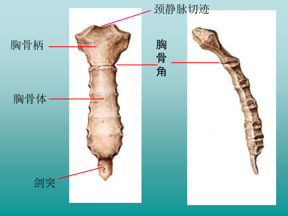 系统解剖学实物标本模拟考试PPT_第4页