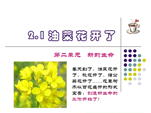 油菜花开了(上课用)