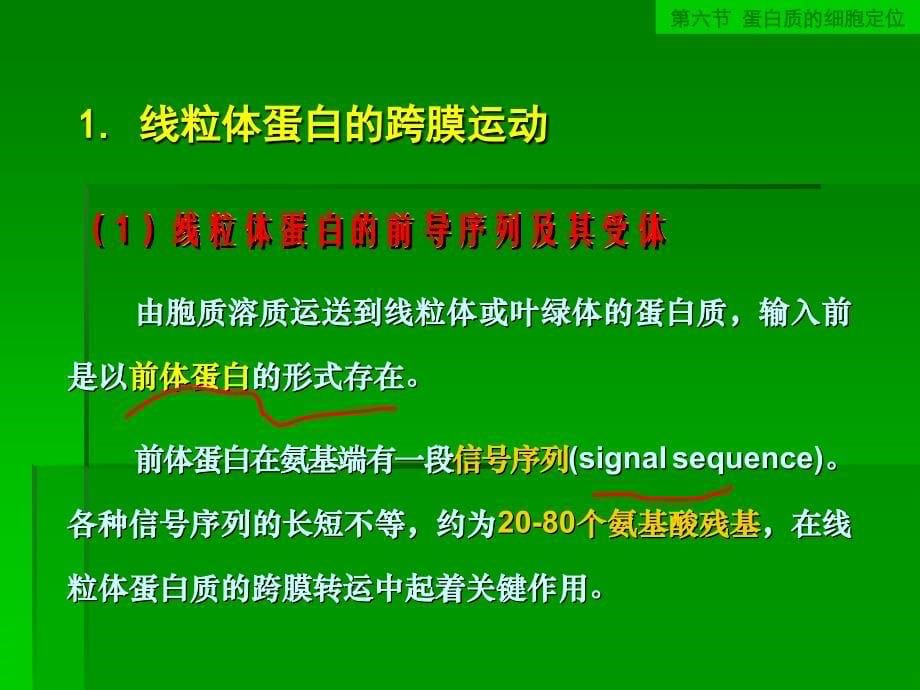 游离核糖体上合成的蛋白质的归宿_第5页