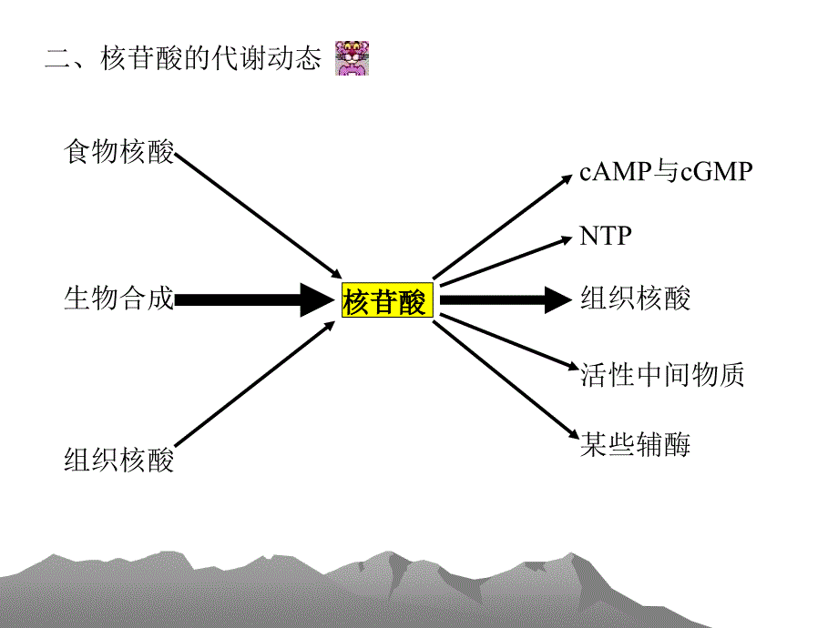 第一节概述一核苷酸的主要生理功能合成DNARNA的原料课件_第3页