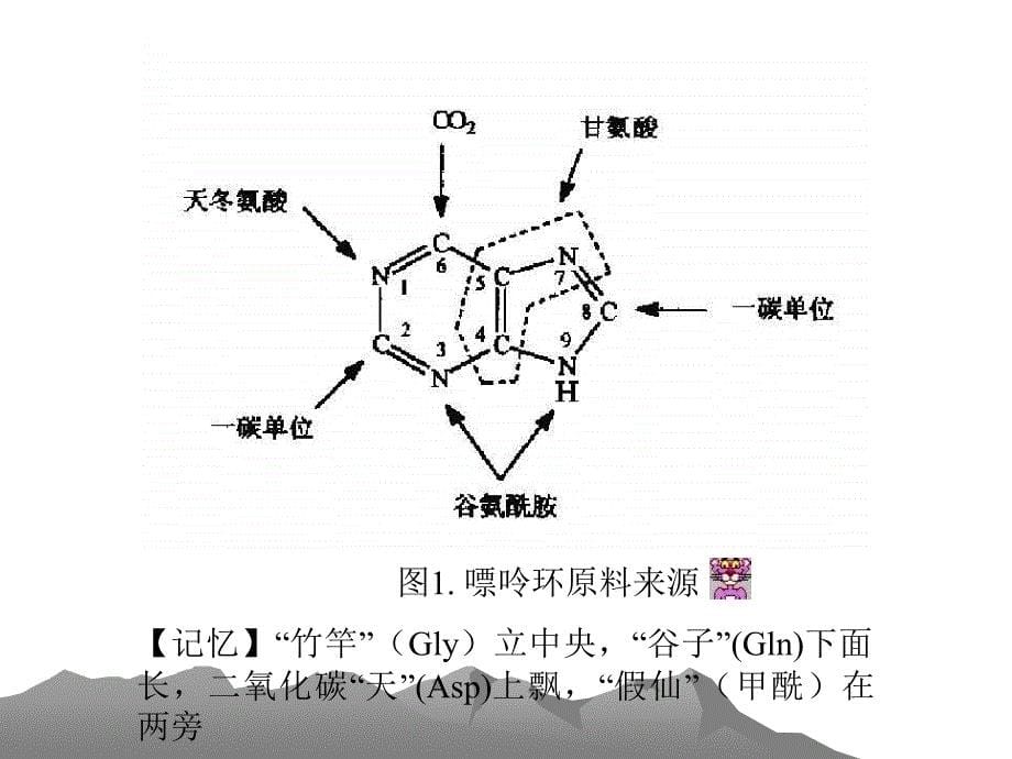 第一节概述一核苷酸的主要生理功能合成DNARNA的原料课件_第5页