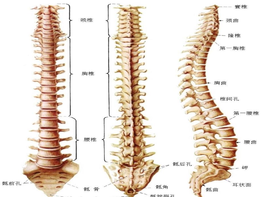 高位截瘫的护理课件_第4页