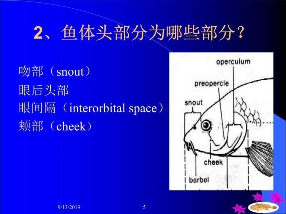 一篇鱼类的形态构造讲课教案_第5页