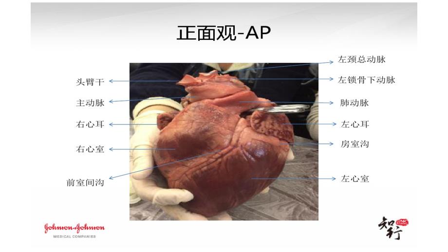 七下生物 解剖猪心实验_第3页