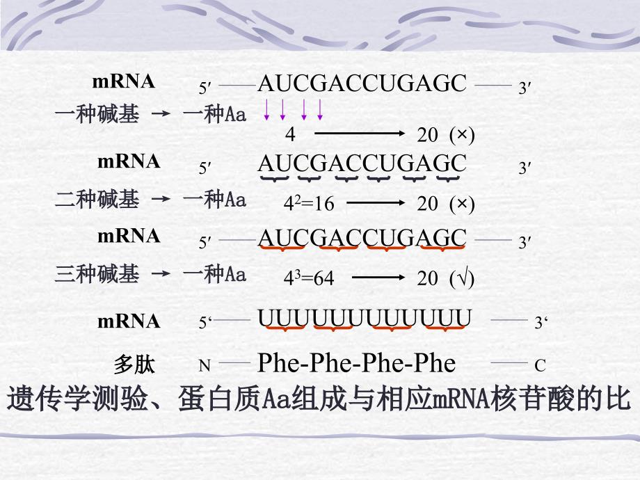 第十章蛋白质的生物合成课件_第4页