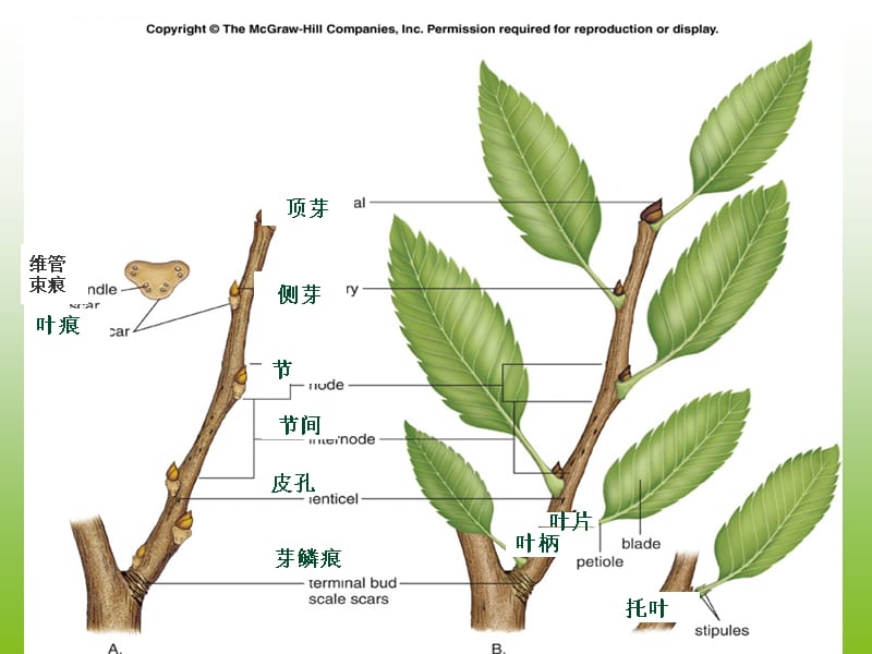 第四章茎的形态结构课件_第4页