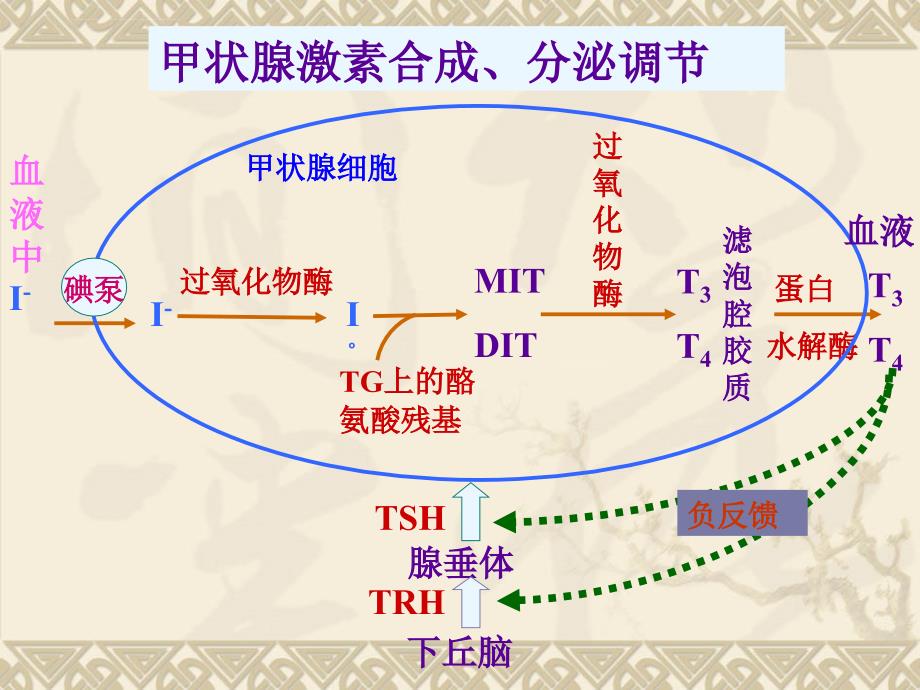 第四十一章 甲状腺激素及抗甲状腺药课件_第4页