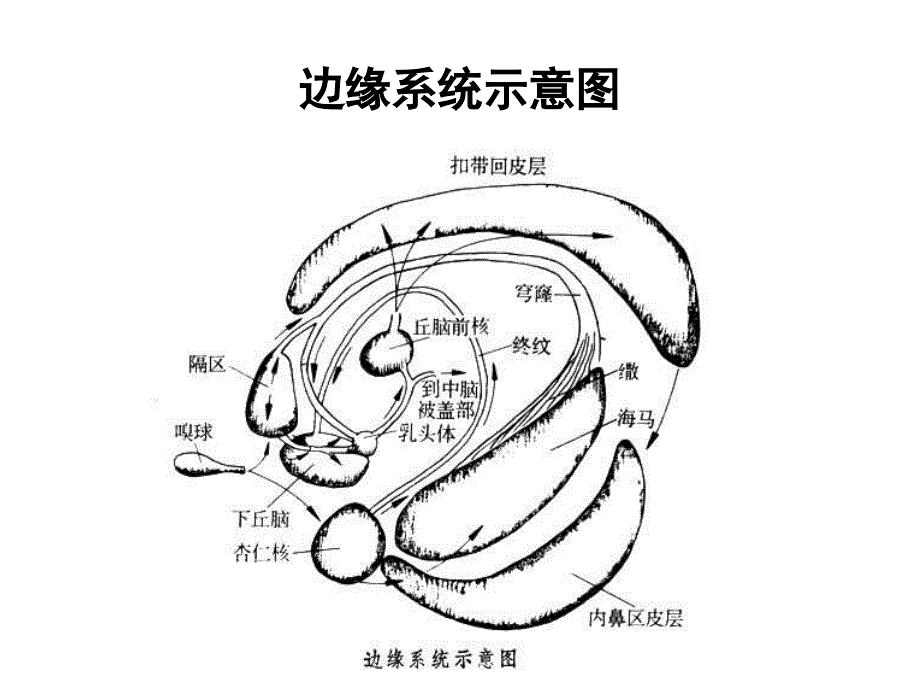 第五章 情绪的生理机制课件_第3页