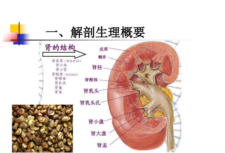 第五章 泌尿系统疾病病人的护理课件_第4页