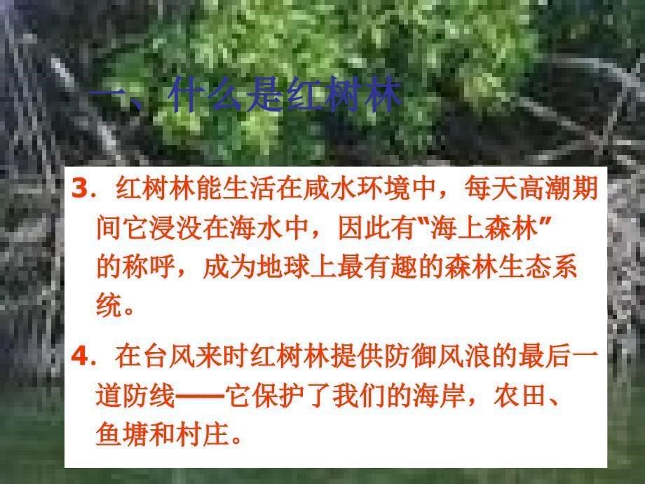 红树林的主要特征课件_第5页