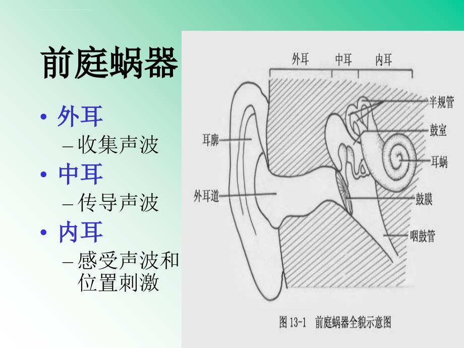 系统解剖学 13前庭蜗器课件_第2页