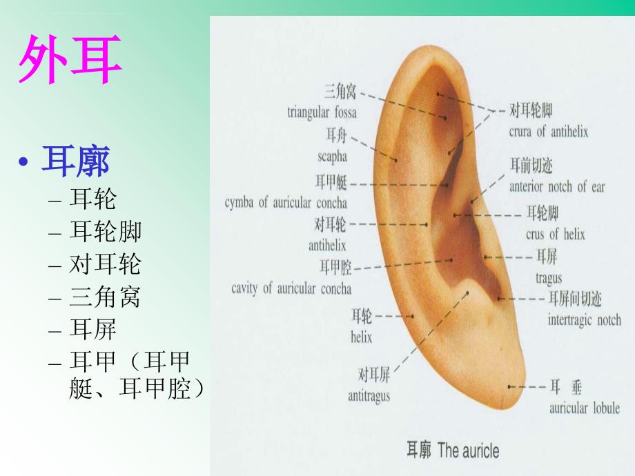 系统解剖学 13前庭蜗器课件_第3页