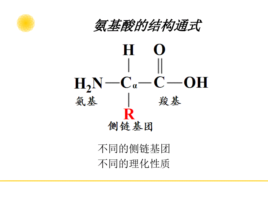 氨基酸的结构与功能研究报告_第3页