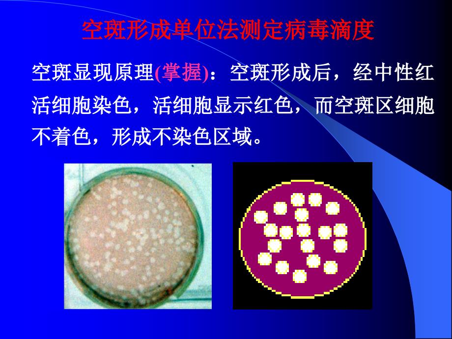 病毒滴度测定 [共30页]_第4页