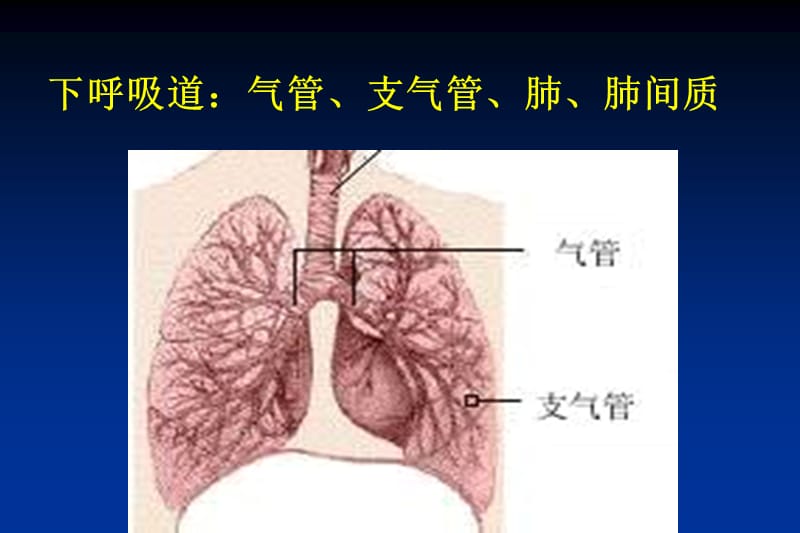 老年肺炎与抗菌药物的应用培训教材_第3页