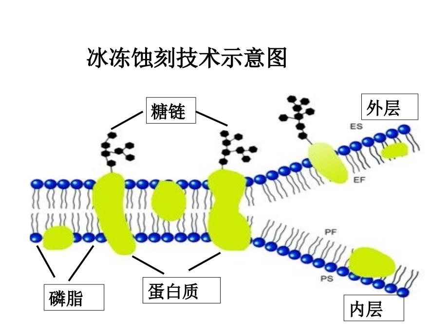 第二细胞膜的分子结构资料教程_第3页