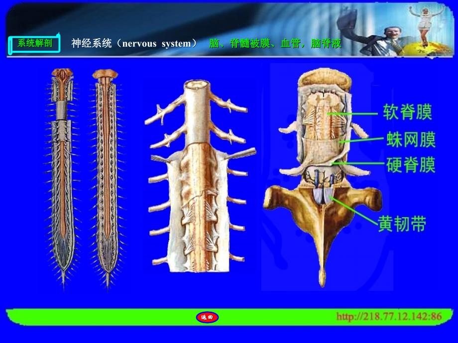 脑、脊髓被膜、血管脑脊液教学教材_第4页